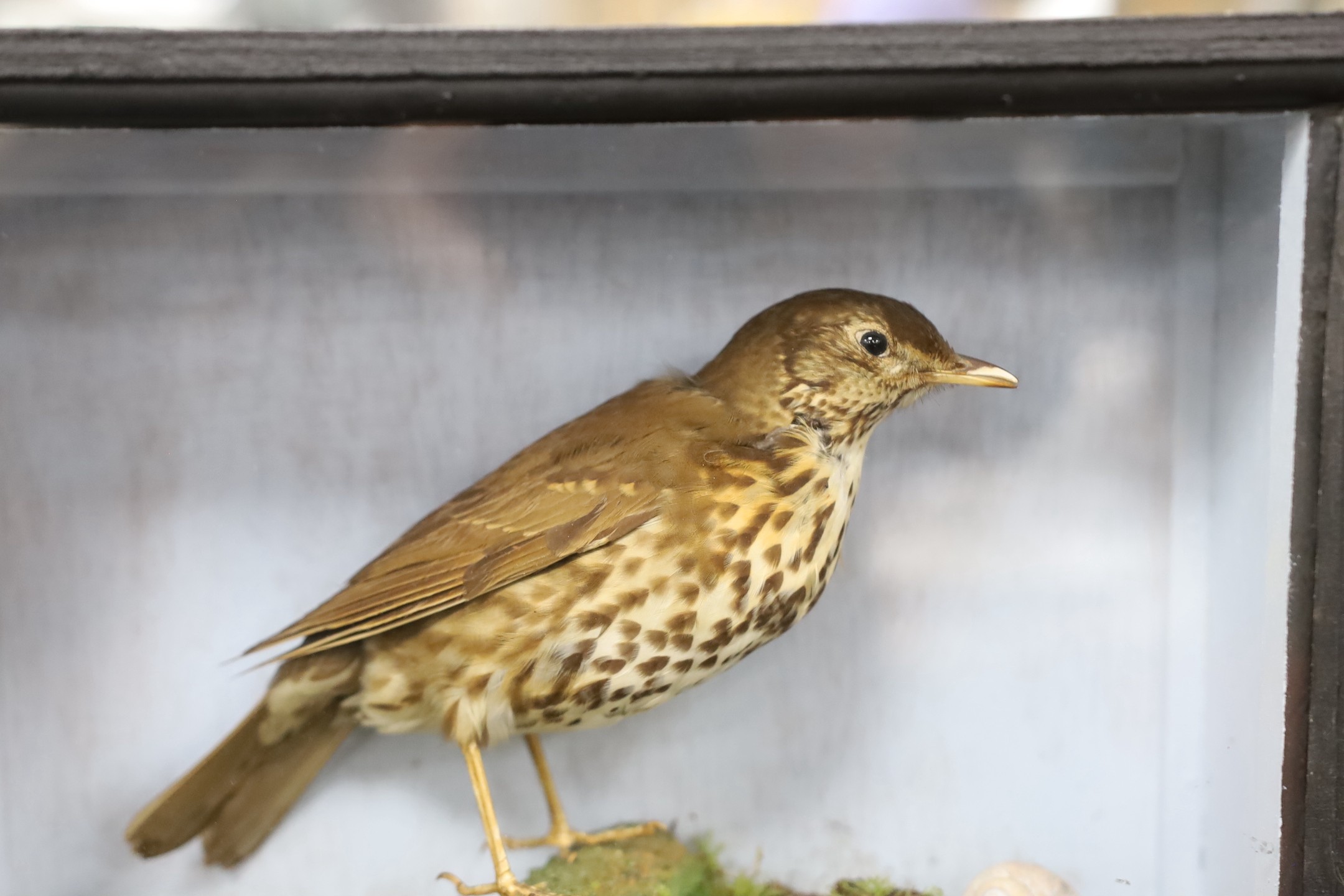 A cased taxidermy Song Thrush, 29cms x 22cms